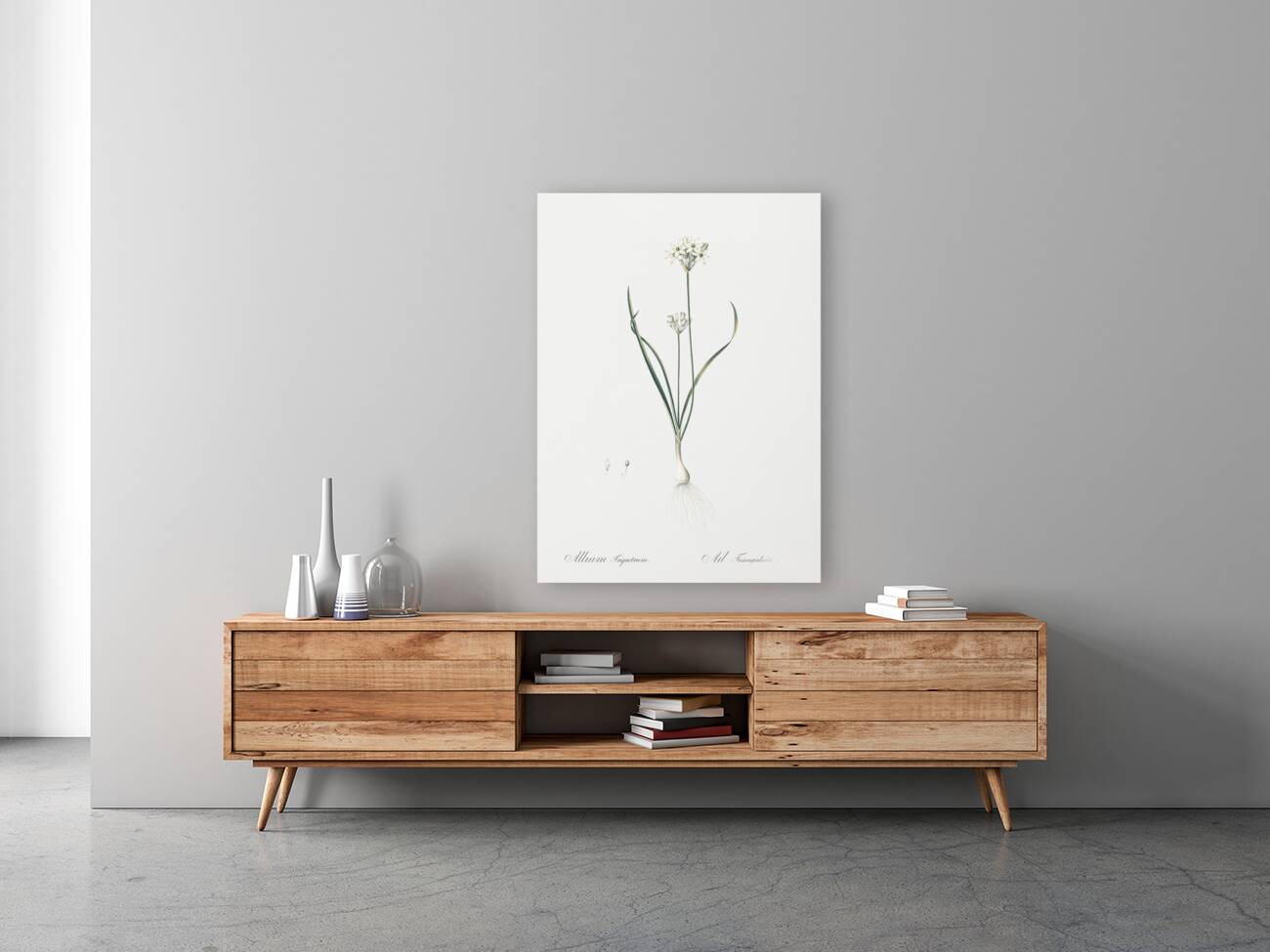 Three-cornered leek illustration  Reproduction