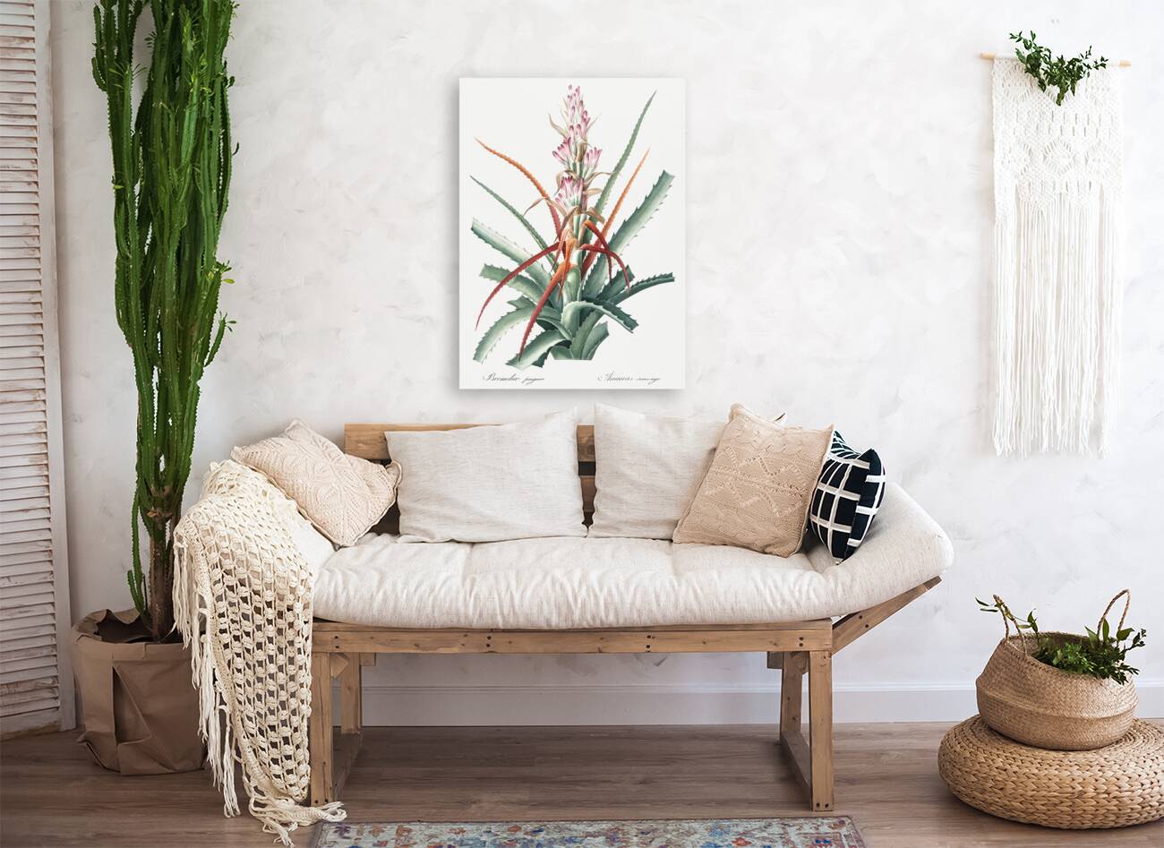 Barbary nut illustration  Reproduction