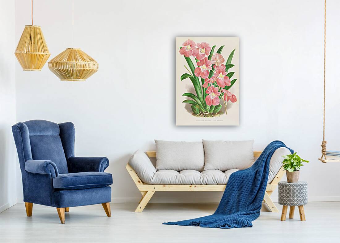 Odontoglossum Vexillarium Reproduction