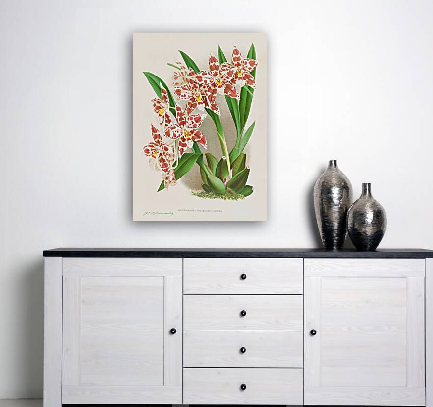 Odontoglossum wilckeanum albens Reproduction