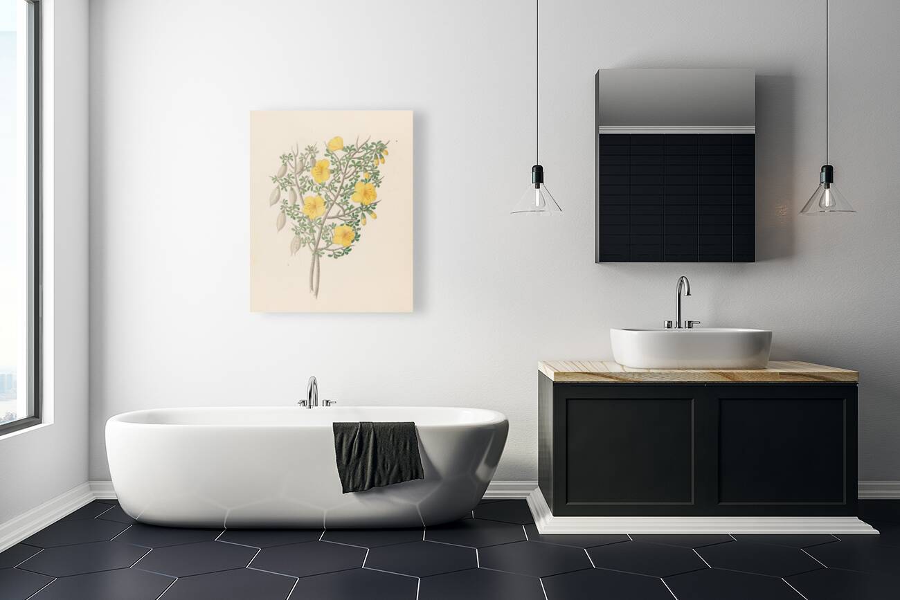 Bignoniae Nova Specie [Rhigozum obovatum] 1817 Reproduction