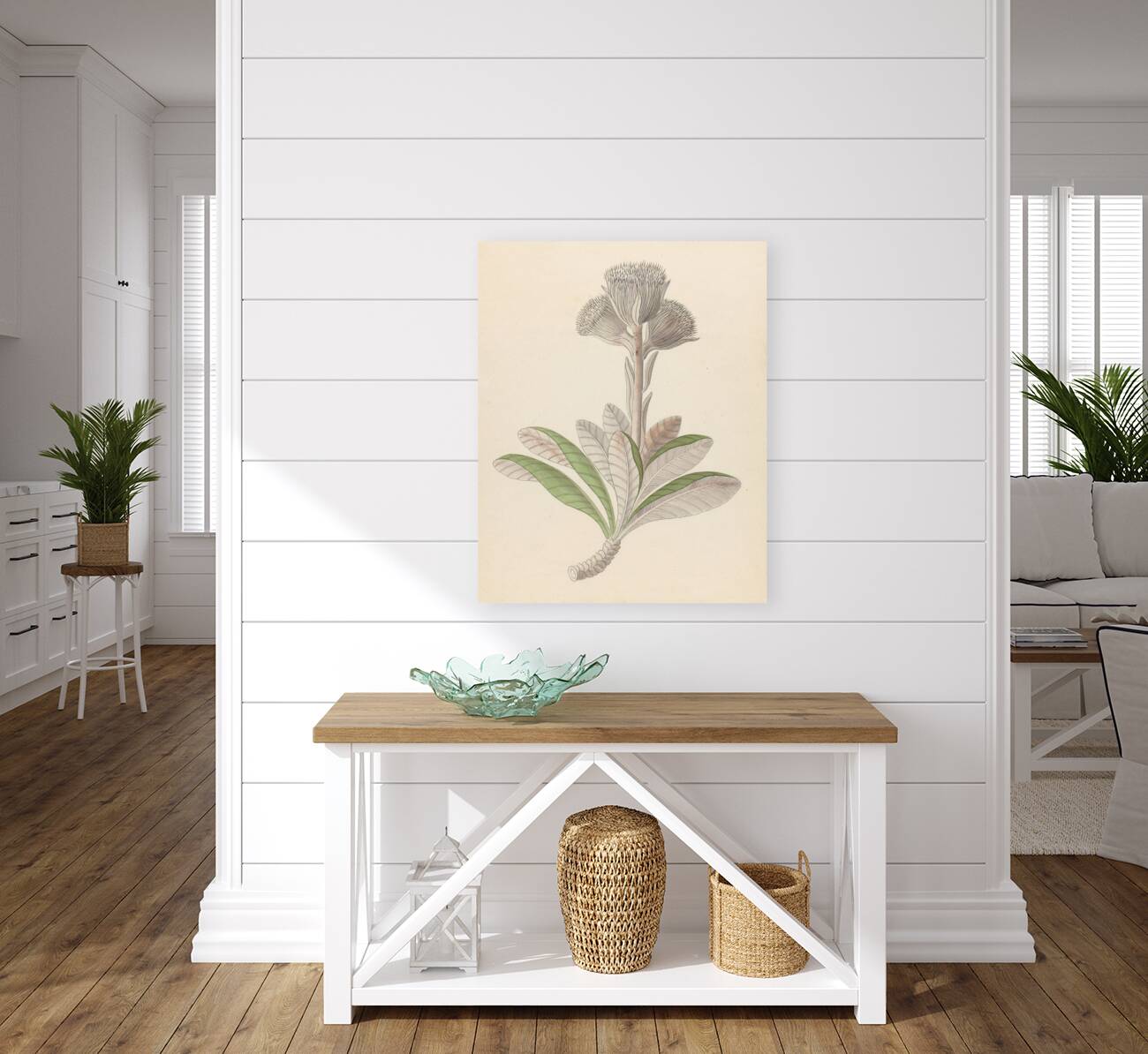 Arnica [Oldenburgia grandis] 1817 Reproduction