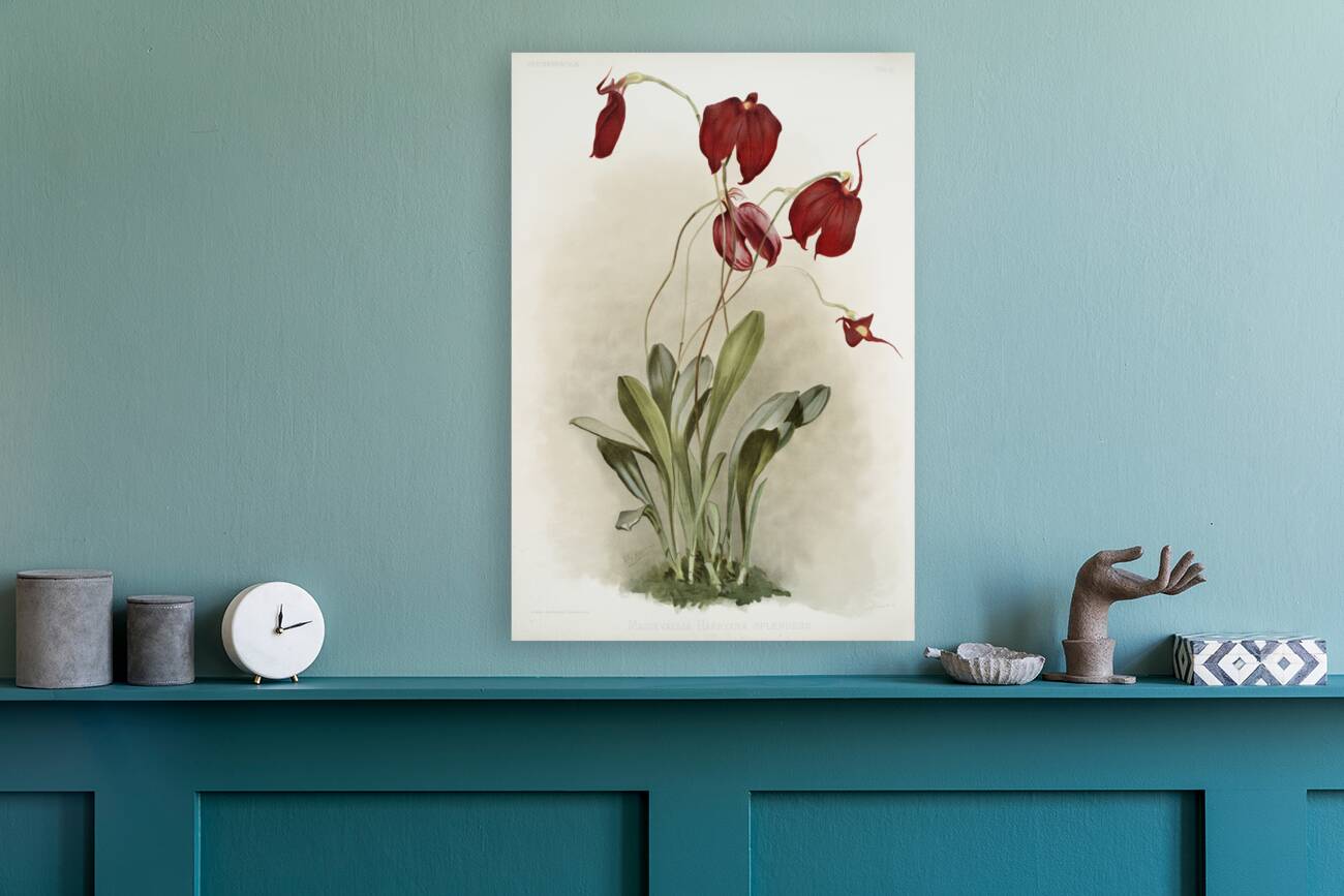 Masdevallia harryana splendens from Reichenbachia Orchids 1888-1894 illustrated by Frederick Sander 1847-1920.  Reproduction