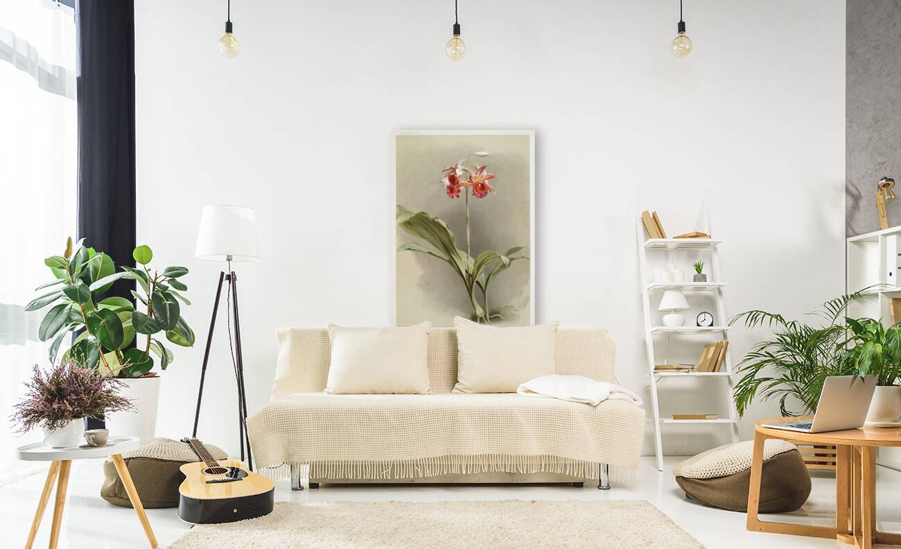 Phaius hybridus cooksonii from Reichenbachia Orchids 1888-1894 illustrated by Frederick Sander 1847-1920.  Reproduction