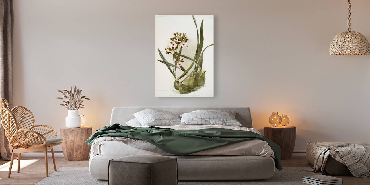 Rands Encyclia Epidendrum atro-purpureum var randianum from Reichenbachia Orchids 1888-1894 illustrated by Frederick Sander 1847-1920.  Reproduction