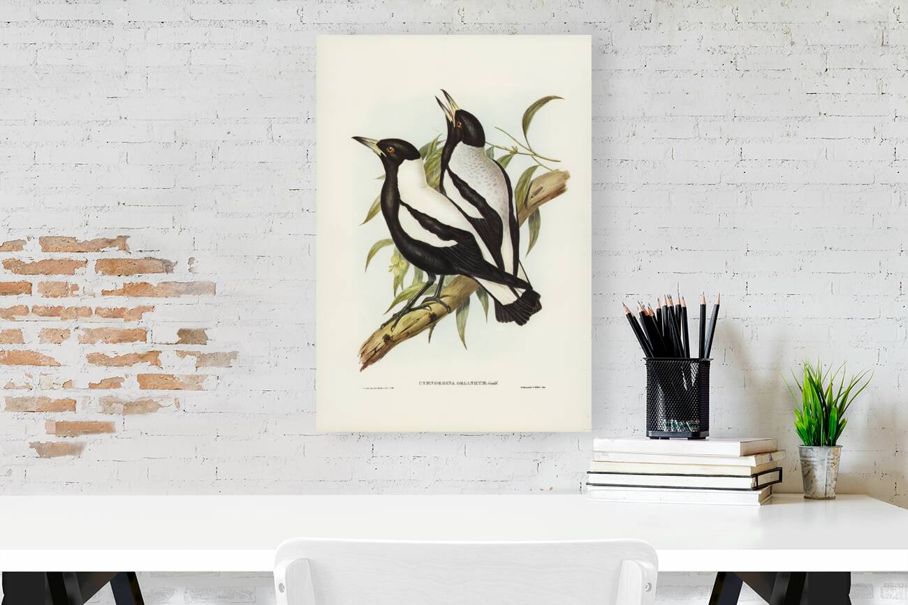 Tasmanian Crow-Shrike Gymnorhina organicum illustrated by Elizabeth Gould 1804–1841 for John Gould’s 1804-1881 Birds of Australia  Reproduction