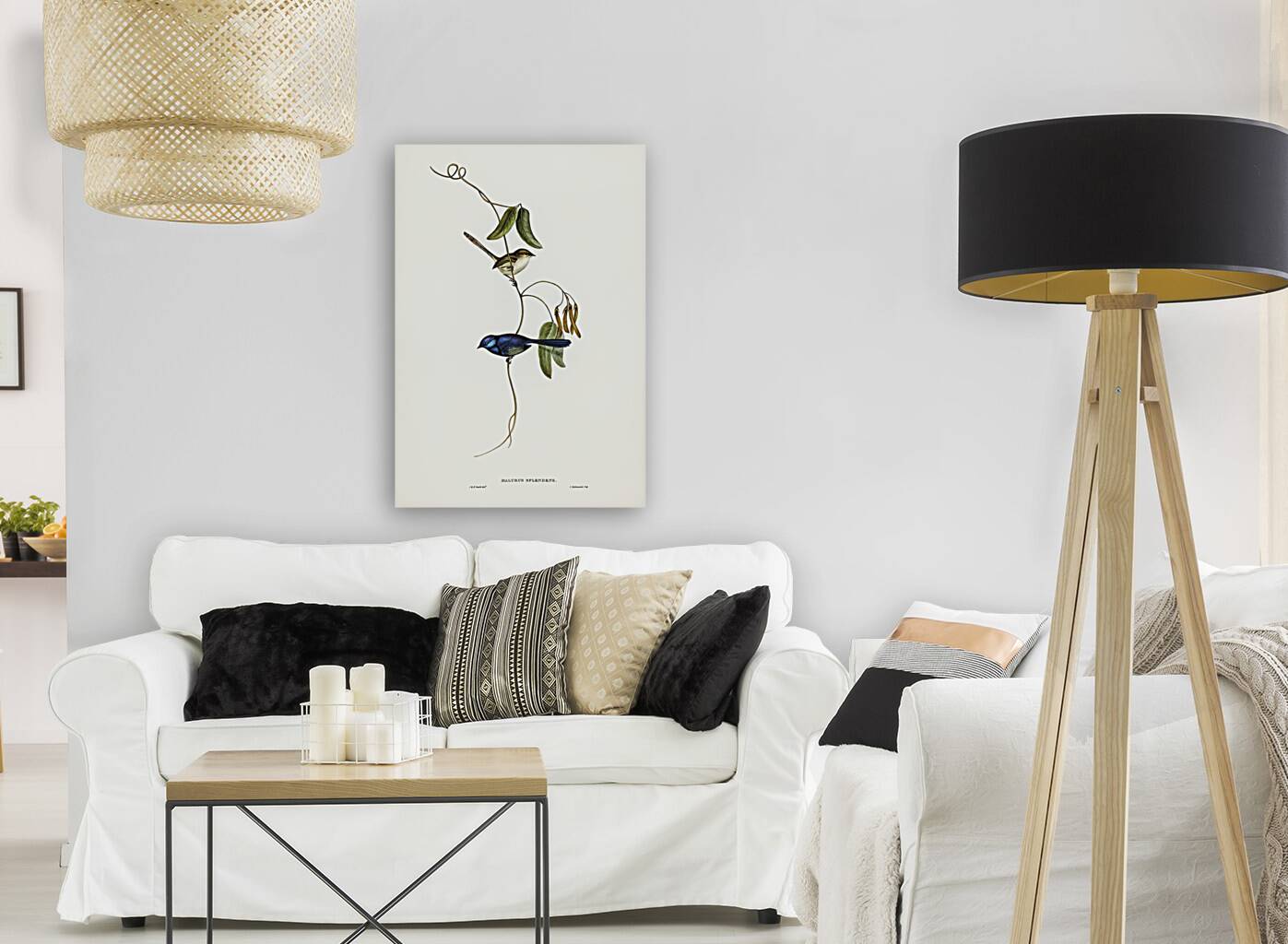 Banded Wren Alurus splendens illustrated by Elizabeth Gould 1804–1841 for John Gould’s 1804-1881 Birds of Australia  Reproduction