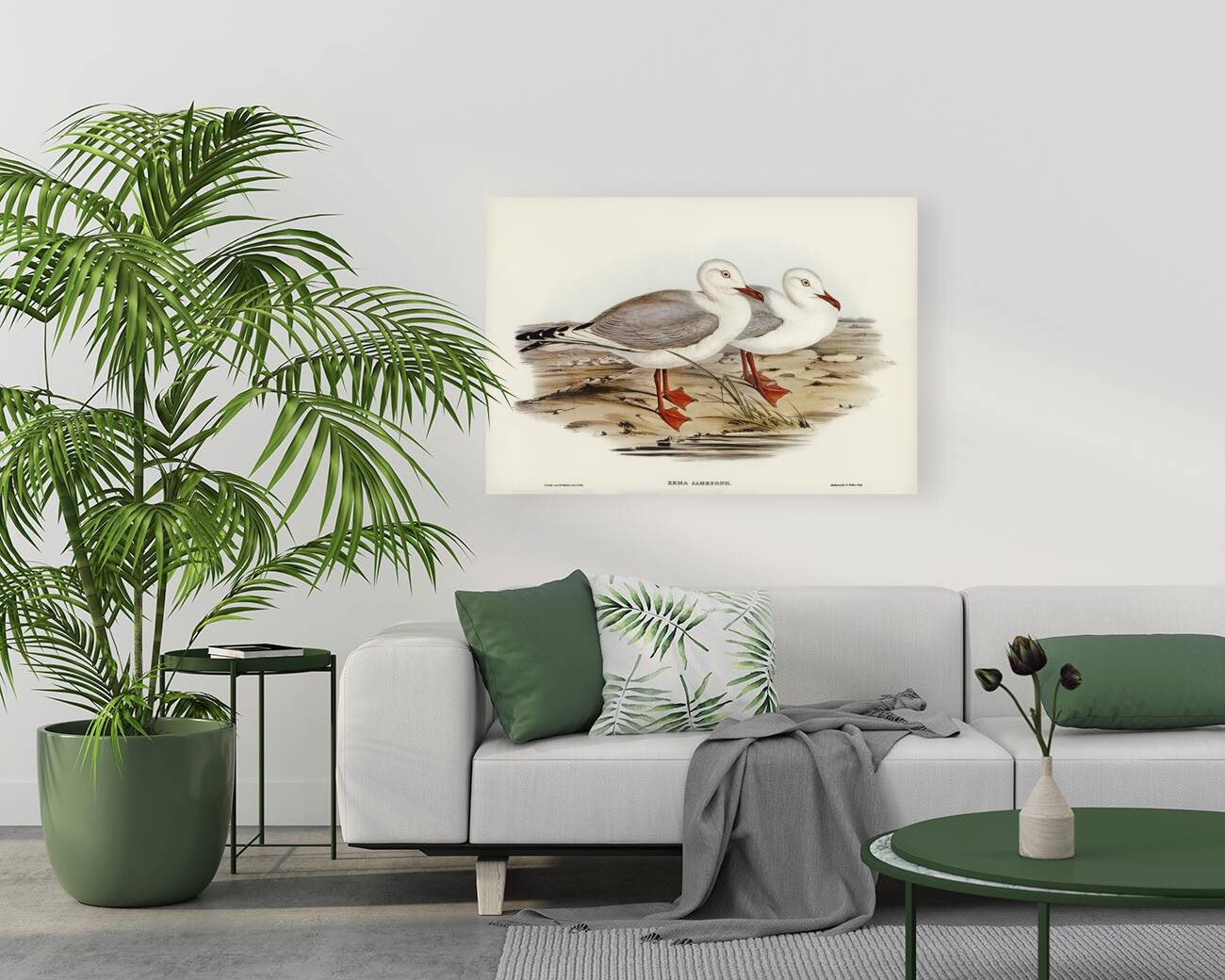 Jamesons Gull Xema Jamesonii illustrated by Elizabeth Gould 1804–1841 for John Gould’s 1804-1881 Birds of Australia  Reproduction