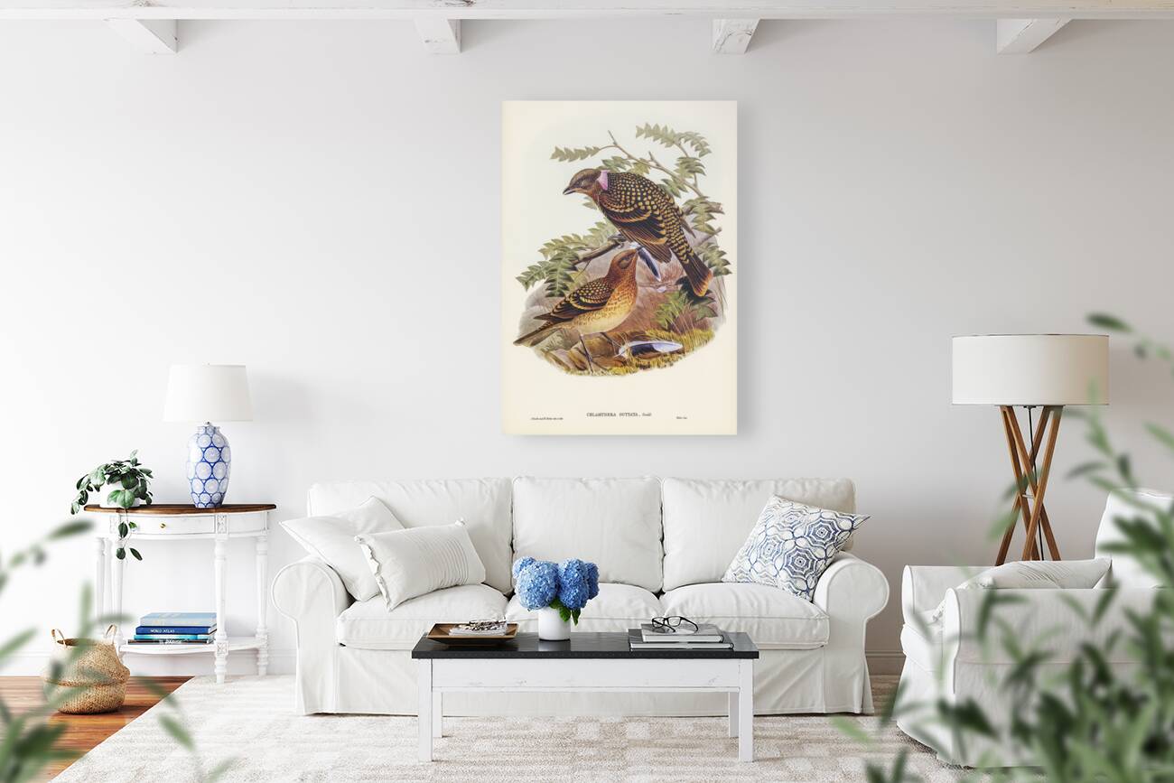 Guttated Bower-bird Chlamydera guttata illustrated by Elizabeth Gould 1804–1841 for John Gould’s 1804-1881 Birds of Australia  Reproduction