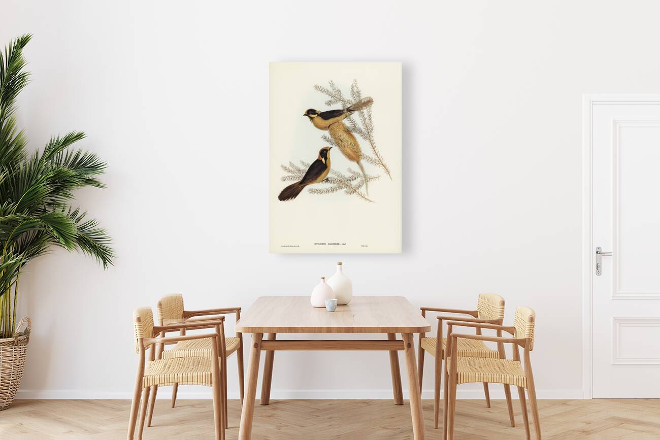 Helmeted Honey-eater Ptilotis cassidix illustrated by Elizabeth Gould 1804–1841 for John Gould’s 1804-1881 Birds of Australia  Reproduction