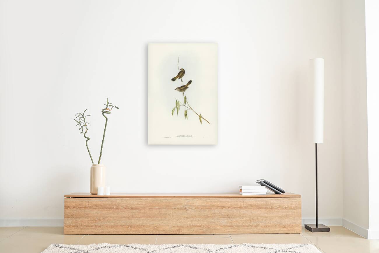 Western Acanthiza Acanthiza apicalis illustrated by Elizabeth Gould 1804–1841 for John Gould’s 1804-1881 Birds of Australia  Reproduction