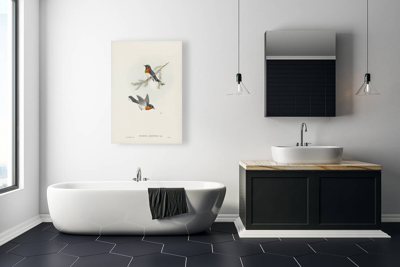 White-bellied Flycatcher Monarcha albiventris illustrated by Elizabeth Gould 1804–1841 for John Gould’s 1804-1881 Birds of Australia  Reproduction