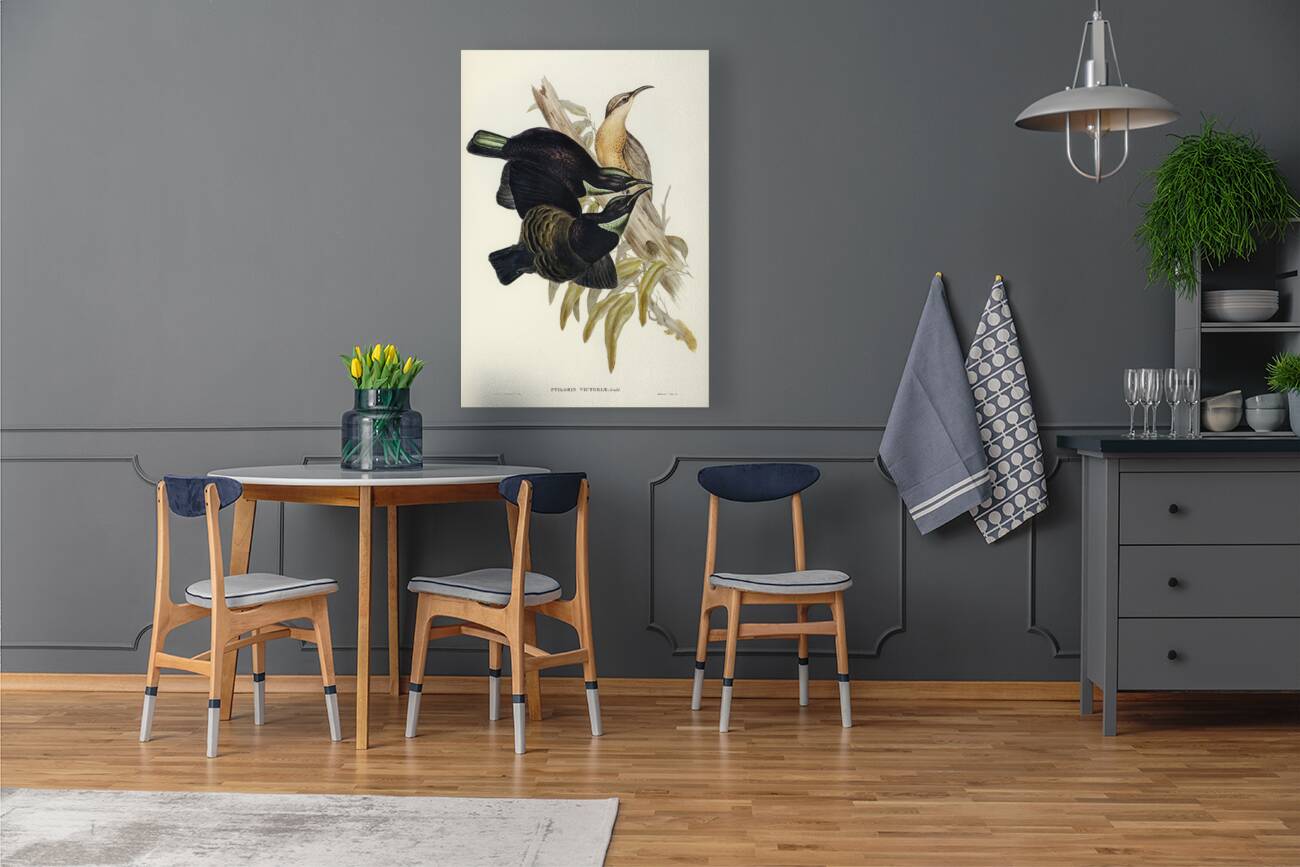 Victoria Rifle-bird Ptiloris Victoriae illustrated by Elizabeth Gould 1804–1841 for John Gould’s 1804-1881 Birds of Australia  Reproduction