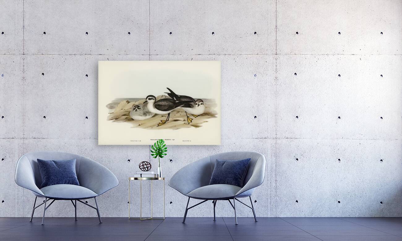 White-faced Storm Petrel Thalassidroma marina illustrated by Elizabeth Gould 1804–1841 for John Gould’s 1804-1881 Birds of Australia  Reproduction