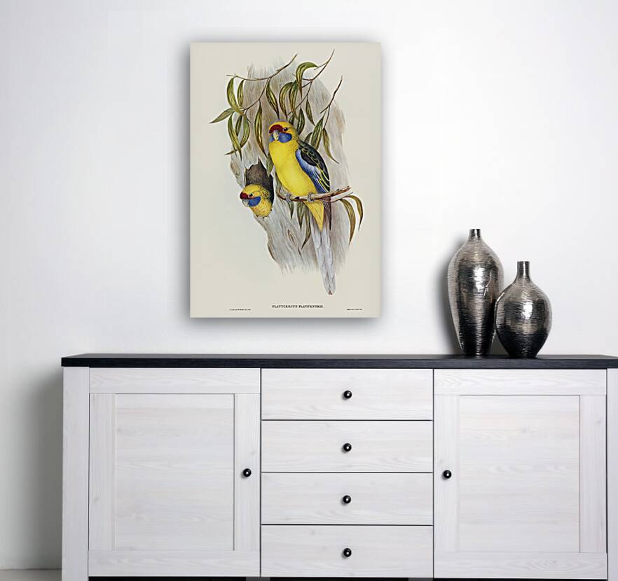 Great-billed Heron Ardea rectirostris illustrated by Elizabeth Gould 1804–1841 for John Gould’s 1804-1881 Birds of Australia  Reproduction