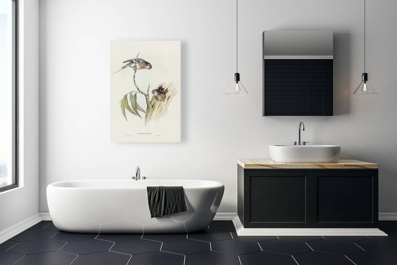 Boukes Grass-Parakeet Euphema Bourkii illustrated by Elizabeth Gould 1804–1841 for John Gould’s 1804-1881 Birds of Australia  Reproduction