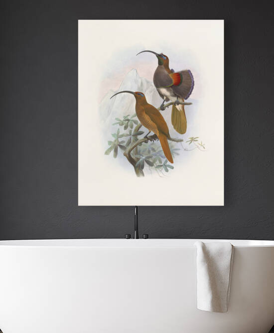 Drepanornis Albertis 1873 by IStockHistory com