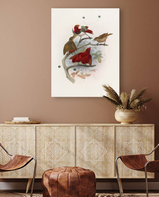 Cicinnurus regius 1873 by IStockHistory com