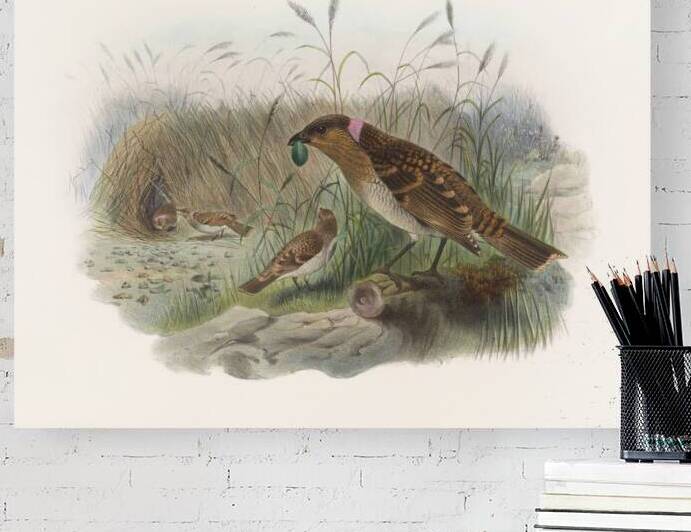 Chlamydodera maculata 1873 by IStockHistory com