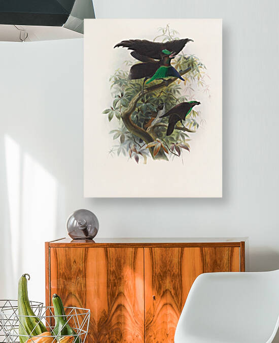 Lophorina atra 1873 by IStockHistory com