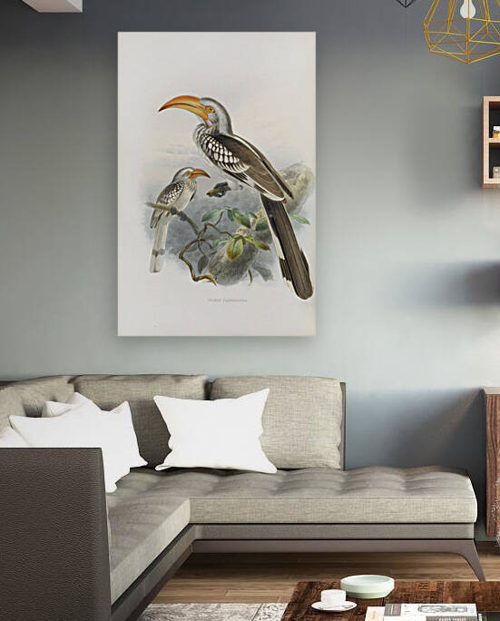 Tockus flavirostris 1882 by IStockHistory com