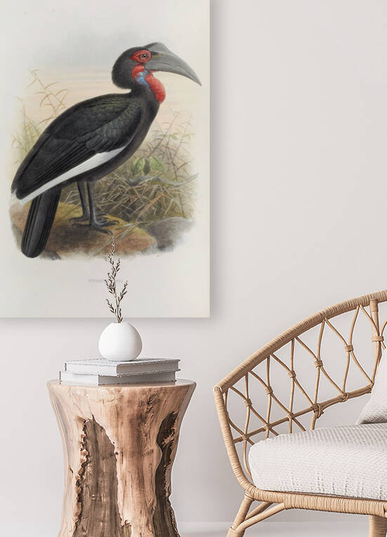 Bucorvus cafer 1882 by IStockHistory com