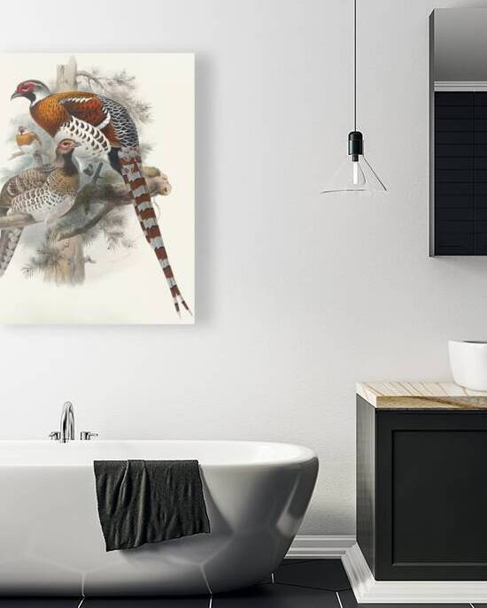 Calophasis Ellioti. 1872 by IStockHistory com