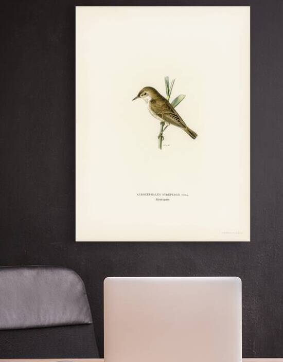 Red warbler Acrocephalus streperus by IStockHistory com