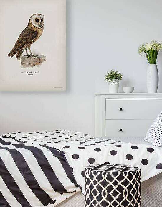 Tyto alba guttata owl by IStockHistory com