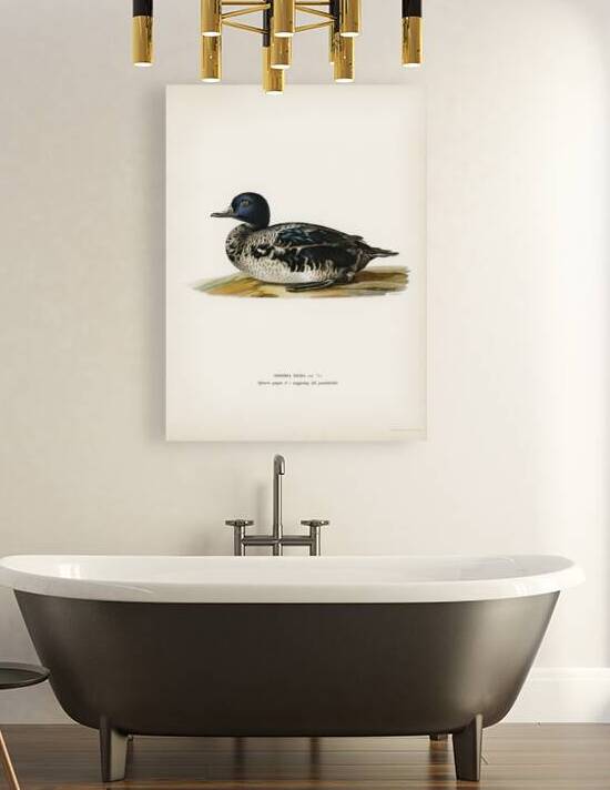 Black scoter male Oidemia nigra by IStockHistory com