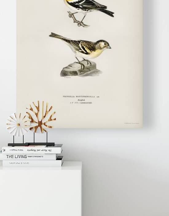 Eurasian skylark Alauda arvensis by IStockHistory com