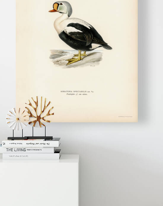 Somateria spectabilis by IStockHistory com