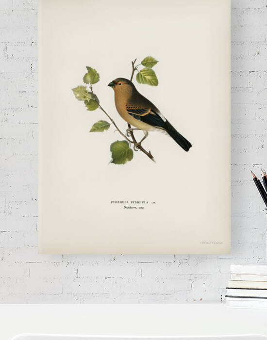 Eurasian Bullfinch Pyrrhula pyrrhula by IStockHistory com