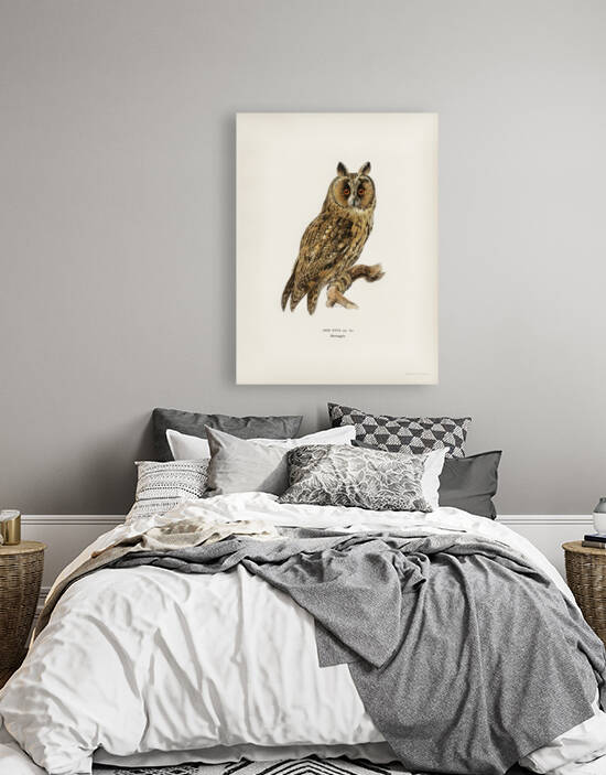 Asio otus owl by IStockHistory com