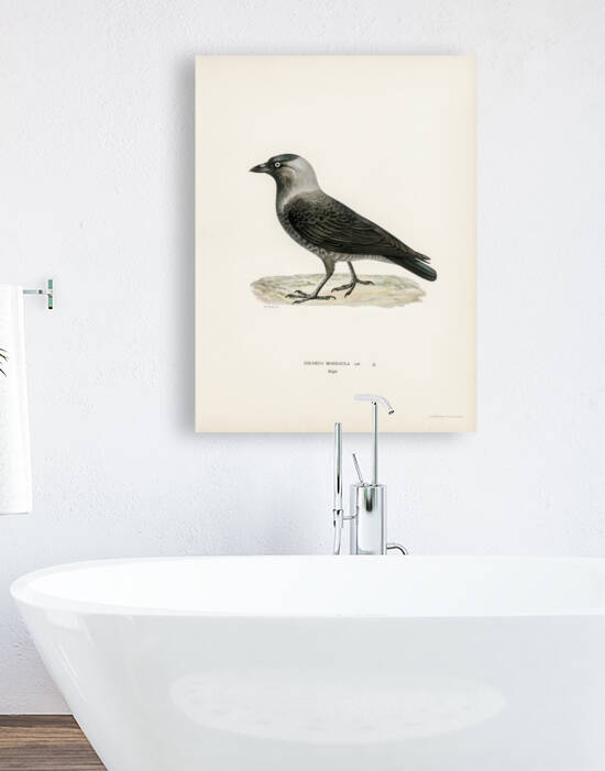 Coloeus monedula by IStockHistory com