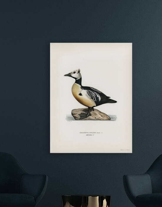 Eniconetta stelleri ♂ by IStockHistory com