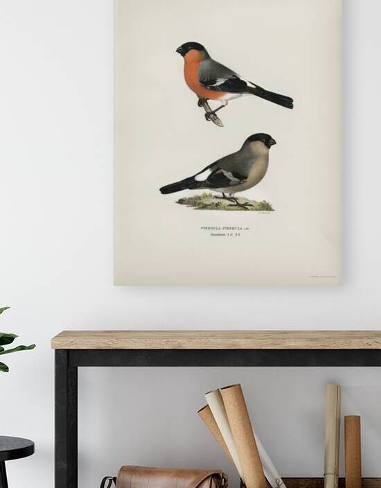 Pyrrhula Pyrrhula by IStockHistory com