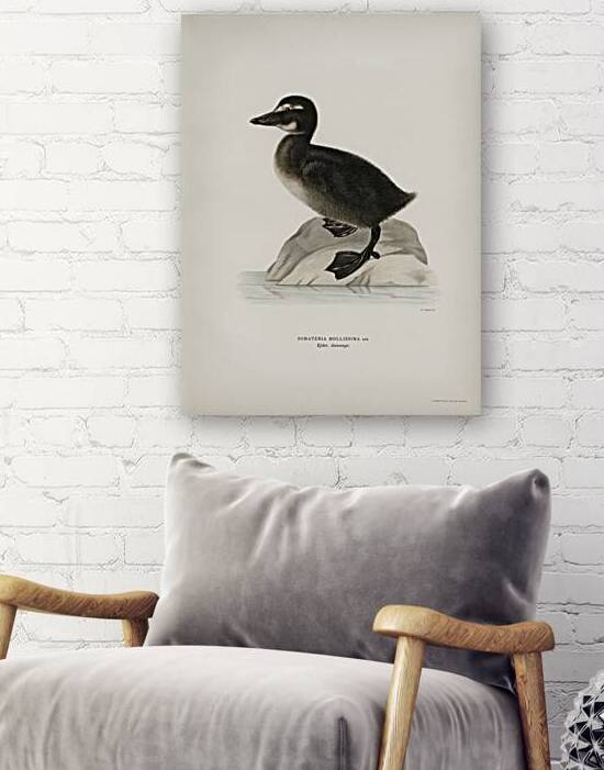 Somateria mollissima by IStockHistory com