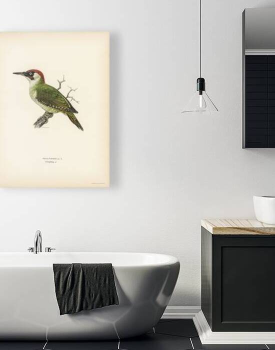 Picus viridis ♂ by IStockHistory com