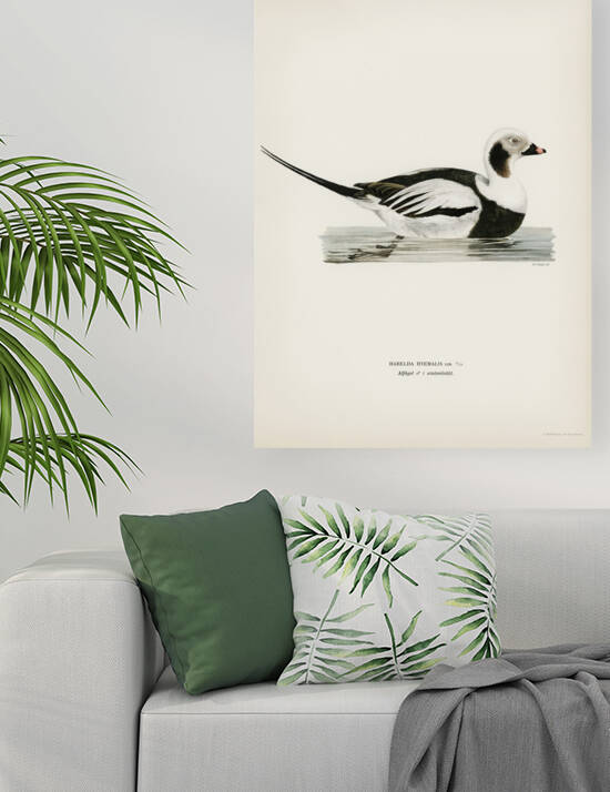 Long-tailed Duck male Harelda hyemalis by IStockHistory com