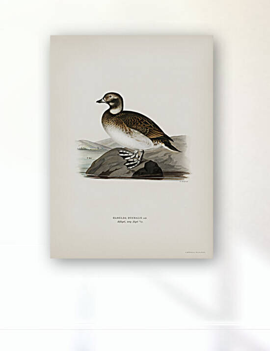 Long-tailed Duck Harelda hyemalis by IStockHistory com
