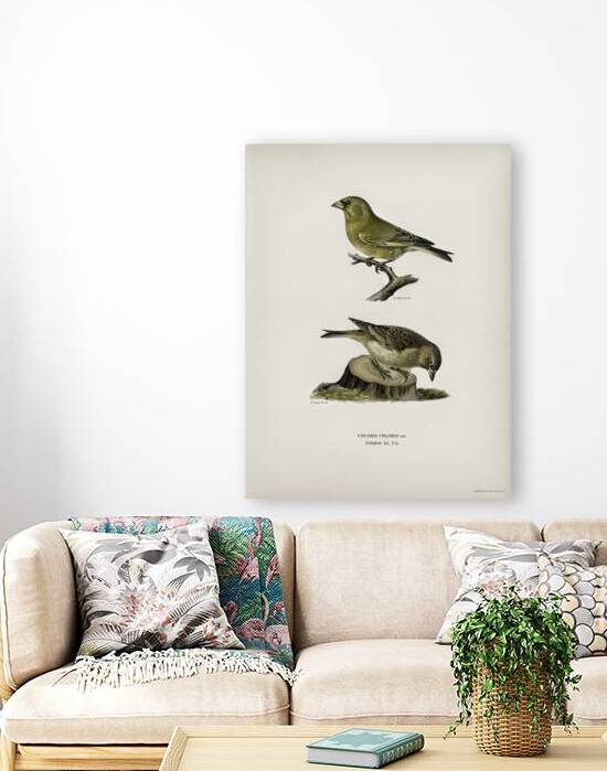 Chloris Chloris by IStockHistory com