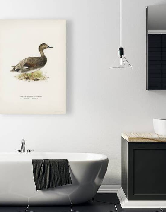 Gadwall Anas Chauelasmus Strepera by IStockHistory com