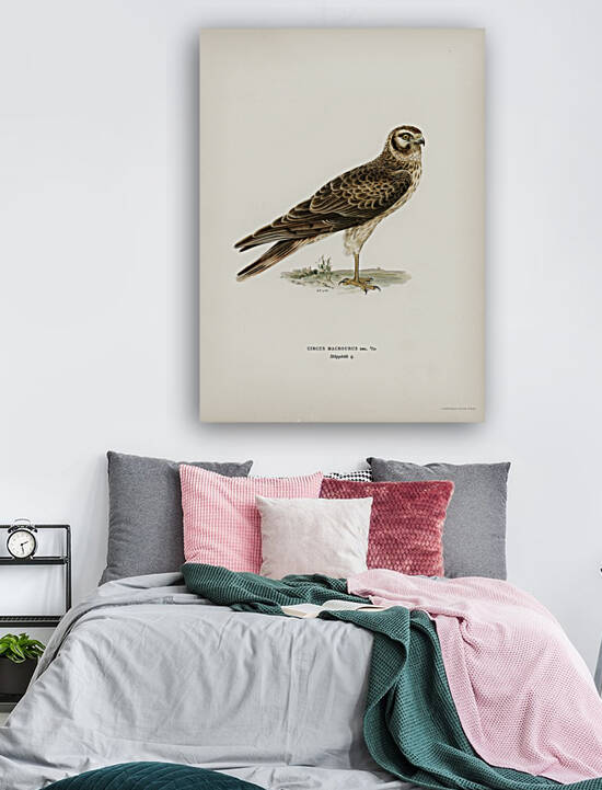 Pale Harrier Pallid Harrier female Circus macrourus by IStockHistory com