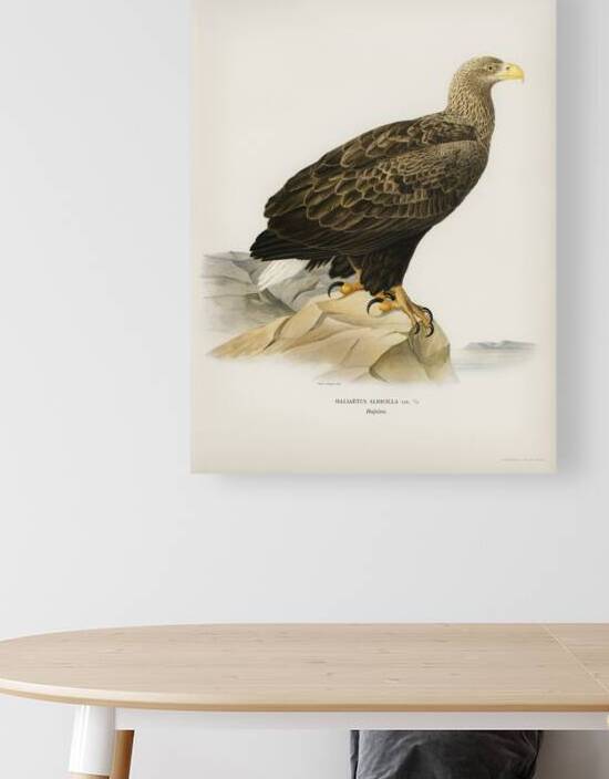 White-tailed eagle by IStockHistory com