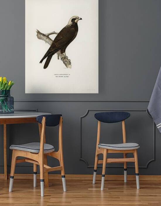 Marsh Harrier Circus aeruginosus by IStockHistory com