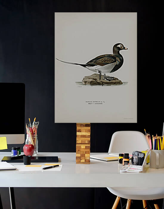 Long-tailed Duck male Harelda hyemalis by IStockHistory com