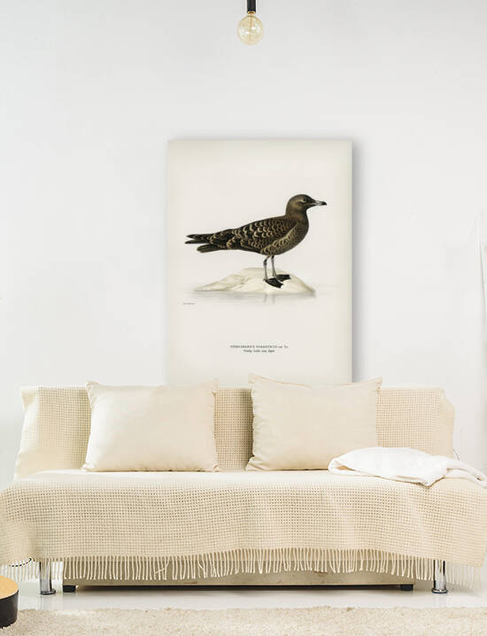 Parasitic jaeger Stercorarius parasiticus by IStockHistory com