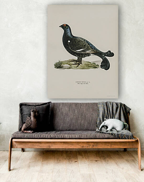 Black grouse Lyrurus tetrix by IStockHistory com