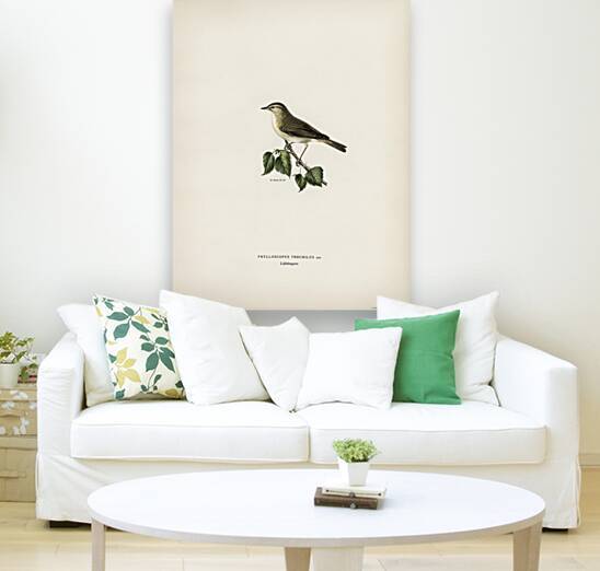 Willow Warbler Phylloscopus trochilus by IStockHistory com